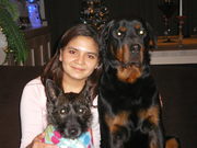 honden foto van gybels