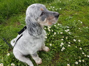 honden foto honden foto van Anna en Freya