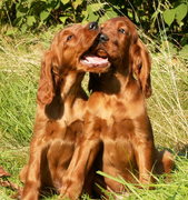 honden foto van saturnii