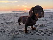 honden foto van megan