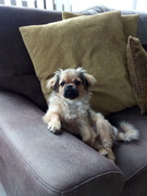 honden foto van Ruby Tibetaanse Spaniel