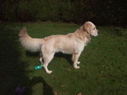 honden foto van Marie-Rose