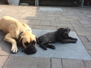 honden foto honden foto van Margo