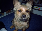 honden foto van Christien