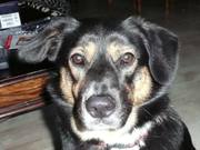 honden foto van Marcel