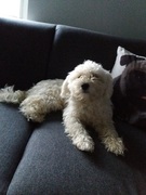 honden foto van Sander 