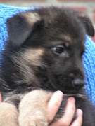 honden foto van chantal