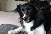 honden foto van border collie