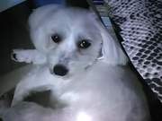 honden foto van Nadine Lilly Queenie. R.i.p.