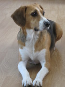 honden foto honden foto van Simone