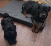 honden foto honden foto van Angelique; Nessy & Kenzo