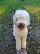 honden foto van Naaltje