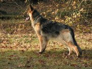 honden foto van Petra 