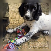 honden foto van Luna