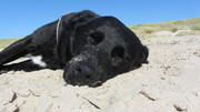 honden foto van Anna