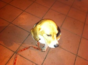 honden foto van Claar H