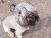 honden foto van Andrea