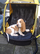 honden foto van Hanneke