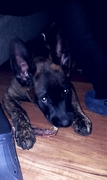 honden foto van Mélissana,   baasje   van   Dakota.....