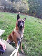 honden foto van buzzi