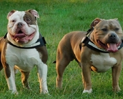 honden foto van Evelien