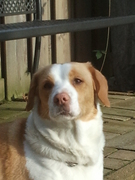 honden foto honden foto van Wilma