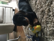 honden foto van Naatje