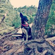 honden foto van Marion