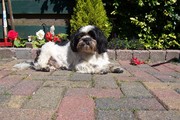 honden foto van naomi