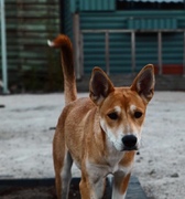 honden foto van Yasmin Buysse