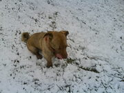 honden foto van dennis