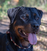 honden foto van Karin