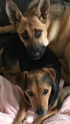 honden foto van Lidia Zuidema