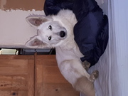 honden foto van Veerle