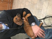 honden foto van els lakeman