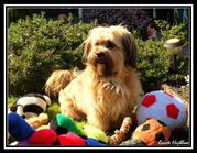 honden foto van Renate