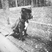 honden foto van trixie bullyx/buldogxl