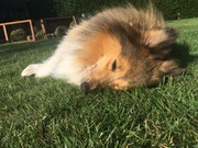 honden foto van Chaline 