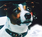 honden foto van chaenne