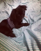 honden foto honden foto van demi