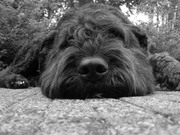 honden foto van Marleen