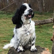 honden foto honden foto van Mylène en Ziva