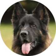 honden foto van Hondsgewijs Hondwijs