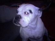 honden foto van tessa