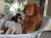 honden foto van Famke