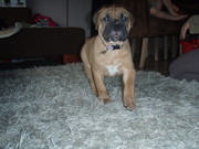 honden foto van monique