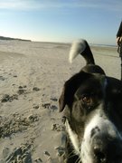 honden foto van A