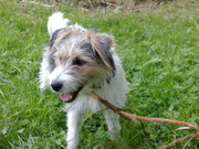 honden foto van e.lubbers