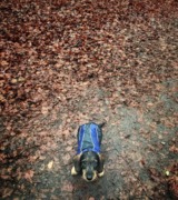 honden foto van Midas de Teckel