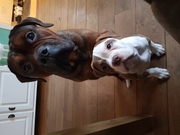 honden foto honden foto van Sandra pastoor